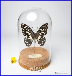 Papillon naturalisé sous globe de verre, cabinet de curiosité entomologie