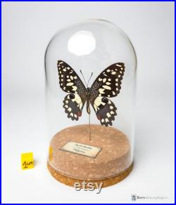 Papillon naturalisé sous globe de verre, cabinet de curiosité entomologie