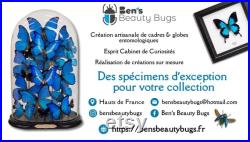 Papillon naturalisé sous globe de verre, cabinet de curiosité entomologie