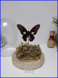Papillon sous globe de verre lumineux Mimoides xeniades