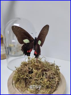 Papillon sous globe de verre lumineux Mimoides xeniades