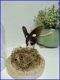 Papillon sous globe de verre lumineux Mimoides xeniades