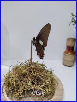 Papillon sous globe de verre lumineux Mimoides xeniades