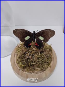 Papillon sous globe de verre lumineux Mimoides xeniades