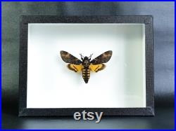 Papillon sphinx tête de mort naturalisé sous cadre Acherontia atropos (insecte, entomologie, taxidermie, curiosité)