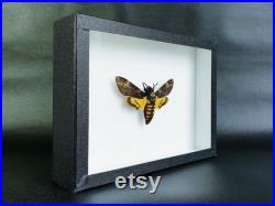 Papillon sphinx tête de mort naturalisé sous cadre Acherontia atropos (insecte, entomologie, taxidermie, curiosité)