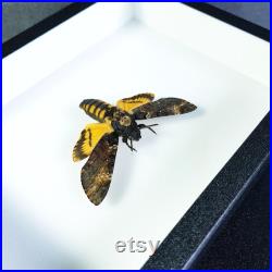 Papillon sphinx tête de mort naturalisé sous cadre Acherontia atropos (insecte, entomologie, taxidermie, curiosité)