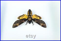 Papillon sphinx tête de mort naturalisé sous cadre Acherontia atropos (insecte, entomologie, taxidermie, curiosité)