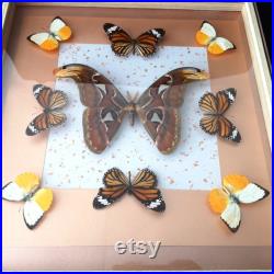 Papillons Atlas sous cadre
