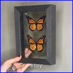 Papillons de monarque réels dans le cadre noir de bois