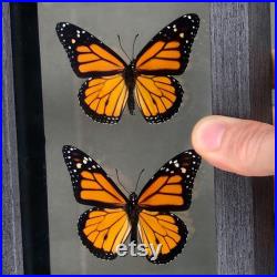 Papillons de monarque réels dans le cadre noir de bois