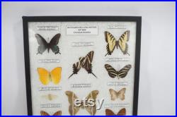 Papillons encadrés, entomologie de taxidermie, Ledidoptera, cas d étude de spécimen, affichage de papillon de classe de science, bateau libre d ETATS-UNIS de papillons de papillons de nuit