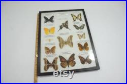 Papillons encadrés, entomologie de taxidermie, Ledidoptera, cas d étude de spécimen, affichage de papillon de classe de science, bateau libre d ETATS-UNIS de papillons de papillons de nuit