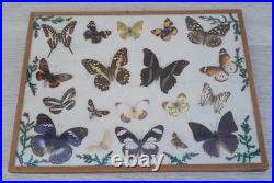 Papillons naturalisés sous verre Olsen 1972 Cadre insecte entomologie taxidermie