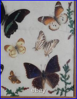 Papillons naturalisés sous verre Olsen 1972 Cadre insecte entomologie taxidermie Papillons naturalisés sous verre Olsen 1972 Cadre insecte entomologie taxidermie