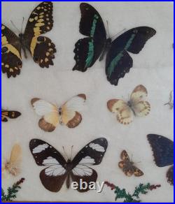 Papillons naturalisés sous verre Olsen 1972 Cadre insecte entomologie taxidermie