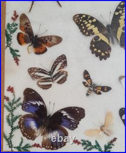 Papillons naturalisés sous verre Olsen 1972 Cadre insecte entomologie taxidermie