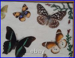Papillons naturalisés sous verre Olsen 1972 Cadre insecte entomologie taxidermie