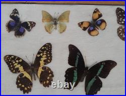 Papillons naturalisés sous verre Olsen 1972 Cadre insecte entomologie taxidermie