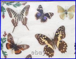 Papillons naturalisés sous verre Olsen 1972 Cadre insecte entomologie taxidermie