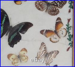 Papillons naturalisés sous verre Olsen 1972 Cadre insecte entomologie taxidermie
