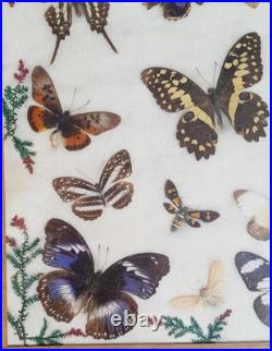 Papillons naturalisés sous verre Olsen 1972 Cadre insecte entomologie taxidermie