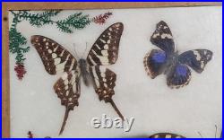Papillons naturalisés sous verre Olsen 1972 Cadre insecte entomologie taxidermie