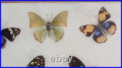 Papillons naturalisés sous verre Olsen 1972 Cadre insecte entomologie taxidermie