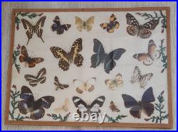 Papillons naturalisés sous verre Olsen 1972 Cadre insecte entomologie taxidermie