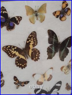 Papillons naturalisés sous verre Olsen 1972 Cadre insecte entomologie taxidermie