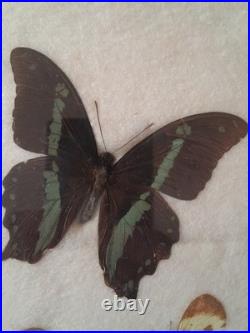 Papillons naturalisés sous verre Olsen 1972 Cadre insecte entomologie taxidermie Papillons naturalisés sous verre Olsen 1972 Cadre insecte entomologie taxidermie