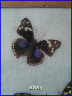 Papillons naturalisés sous verre Olsen 1972 Cadre insecte entomologie taxidermie
