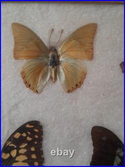 Papillons naturalisés sous verre Olsen 1972 Cadre insecte entomologie taxidermie