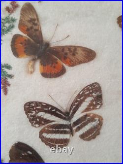 Papillons naturalisés sous verre Olsen 1972 Cadre insecte entomologie taxidermie