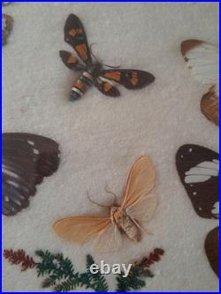 Papillons naturalisés sous verre Olsen 1972 Cadre insecte entomologie taxidermie