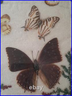 Papillons naturalisés sous verre Olsen 1972 Cadre insecte entomologie taxidermie