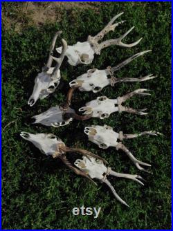 Parfait crânes de chevreuils européens blancs