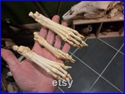 Patte de mammifère ostéologie montage ostéologique (pour 1 unité)