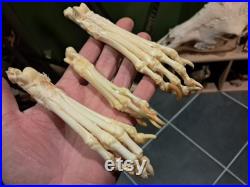 Patte de mammifère ostéologie montage ostéologique (pour 1 unité)