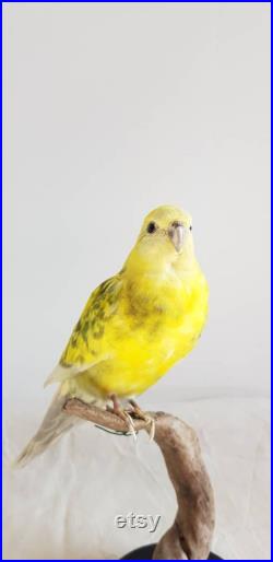 Perruche croupion jaune. taxidermie oiseau