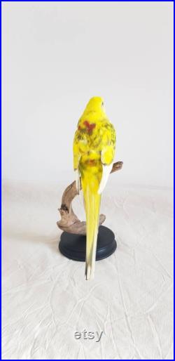 Perruche croupion jaune. taxidermie oiseau
