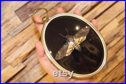 Petit cadre bombé ancien papillon sphinx acherontia styx death's-head hawk cabinet de curiosité entomologie naturalisé taxidermie oddities