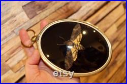 Petit cadre bombé ancien papillon sphinx acherontia styx death's-head hawk cabinet de curiosité entomologie naturalisé taxidermie oddities