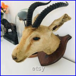 Petite tête de gazelle naturalisé 30 cm Algérie Sahara 1958 vintage