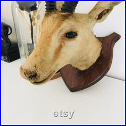 Petite tête de gazelle naturalisé 30 cm Algérie Sahara 1958 vintage