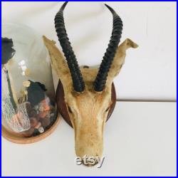 Petite tête de gazelle naturalisé 30 cm Algérie Sahara 1958 vintage