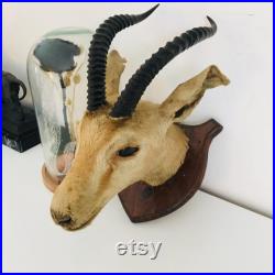Petite tête de gazelle naturalisé 30 cm Algérie Sahara 1958 vintage