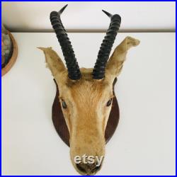 Petite tête de gazelle naturalisé 30 cm Algérie Sahara 1958 vintage