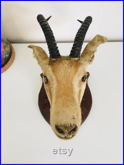 Petite tête de gazelle naturalisé 30 cm Algérie Sahara 1958 vintage