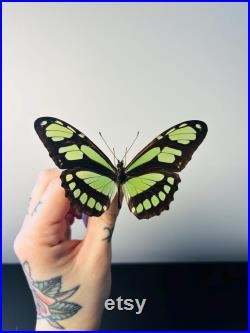 Philaethria Dido Papillon vert émeraude et noir naturalisé Spécimen tropical rare d Amérique du Sud pour cabinet de curiosités